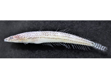 Zootaxa's tweet photo. First record of Matsubaraea fusiformis (#Perciformes: Percophidae) in the waters of Western Taiwan: A taxonomic description
https://t.co/Hahzfd45U5
#Taxonomy https://t.co/jY0EeA6slt