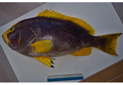 Zootaxa's tweet photo. First record of the blue-and-yellow grouper Epinephelus flavocaeruleus (Lacepède 1802) (#Perciformes: Epinephelidae) from the Borneo waters, #Malaysia
https://t.co/GYk7lrOwK8
#Taxonomy https://t.co/eTTPnodKAc