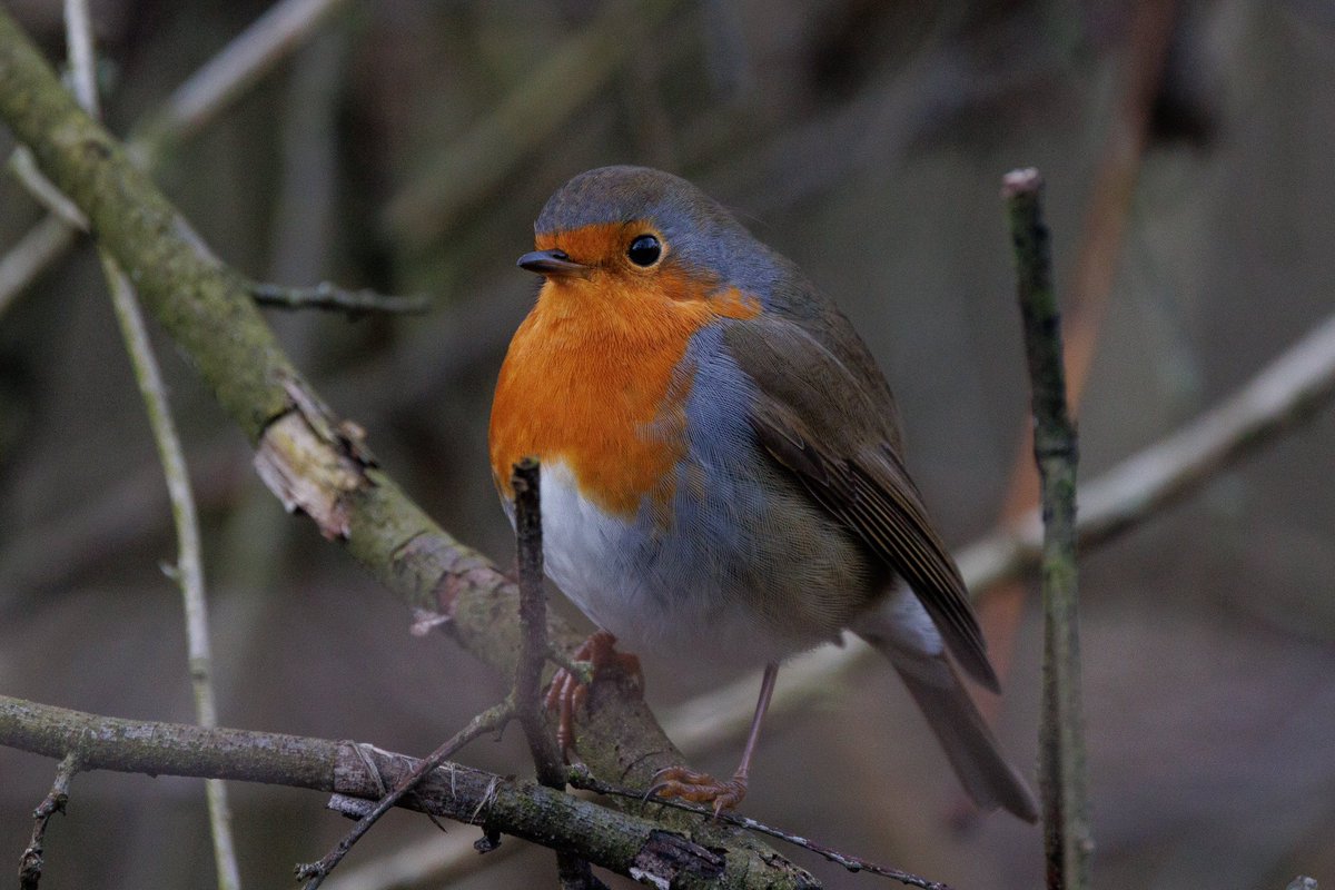 bluemonty221's tweet photo. #European_Robin #Robin #birds #birding #birdwatching #birdphotography #nature #wild_birds #γ¨γΌγγγγ³γγγͺ #birders_gallery https://t.co/sTo2c4tHdh