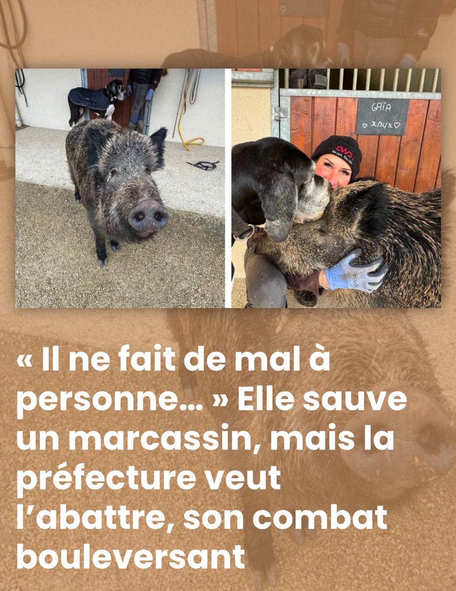 #SauvezRillette on fait notre maximum ce matin pour sauver le petit marcassin d’Elodie qu’elle a recueilli et adopté chez elle ! RT un max ! #PascalCourtade #PrefectureAube
