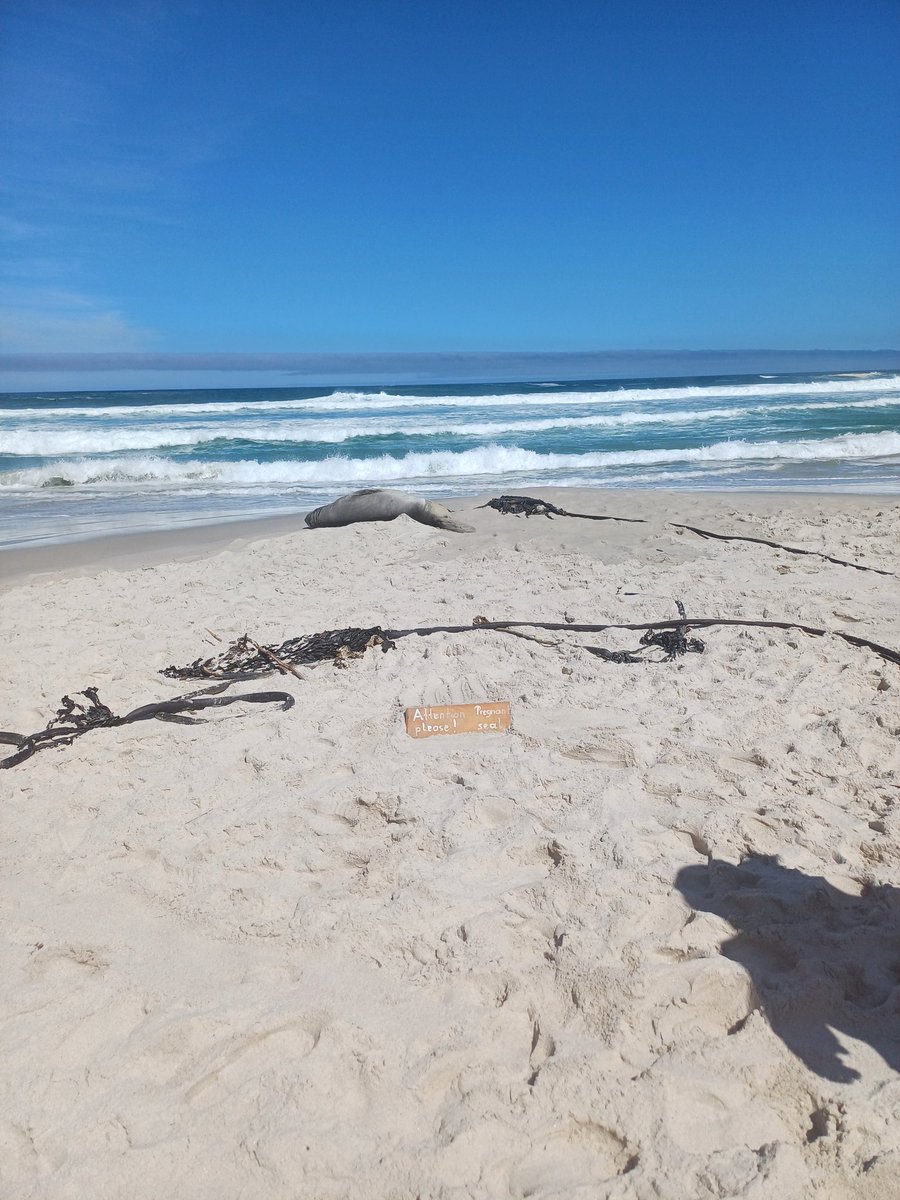 lauraslabber's tweet photo. Why I love #capetown. After 1 hour on the beach, the @CityofCT sectioned off an area for a pregnant seal. #ilovemycity https://t.co/xbicxaqX95
