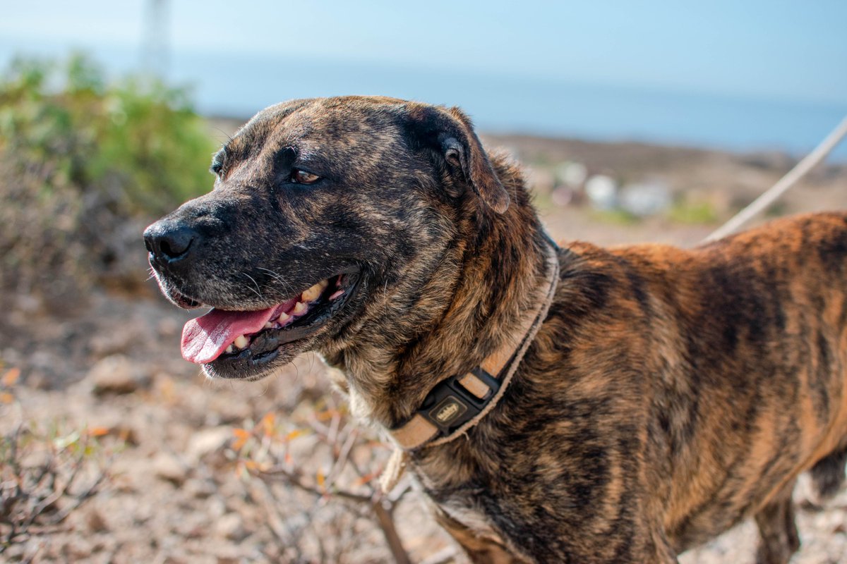 Adopt Goku! 🐶
This 6 y/o sweet, active pup is looking for a loving, cat/dog-free home. Snuggles &amp; long walks are his faves! 🦴 Healthy, neutered &amp; even available for international adoption. 🏡💖

📩 Contact us to meet Goku &amp; give him his forever home! 🐕