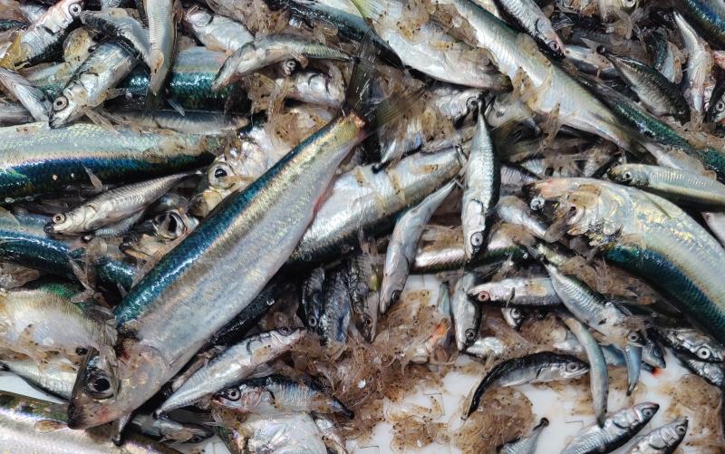 Olemme kehittäneet <a href="/SYKEinfo/">Suomen ympäristökeskus</a> kanssa silakan ravintona tärkeiden äyriäisten seurantamenetelmää. Tulokset ovat lupaavia. Seuraamalla ravintovaroissa tapahtuvia muutoksia voidaan ennakoida myös silakkakannan muutoksia: luke.fi/fi/uutiset/uus…
#silakka #Itämeri #kalastus
<a href="/mmm_fi/">MMM</a>