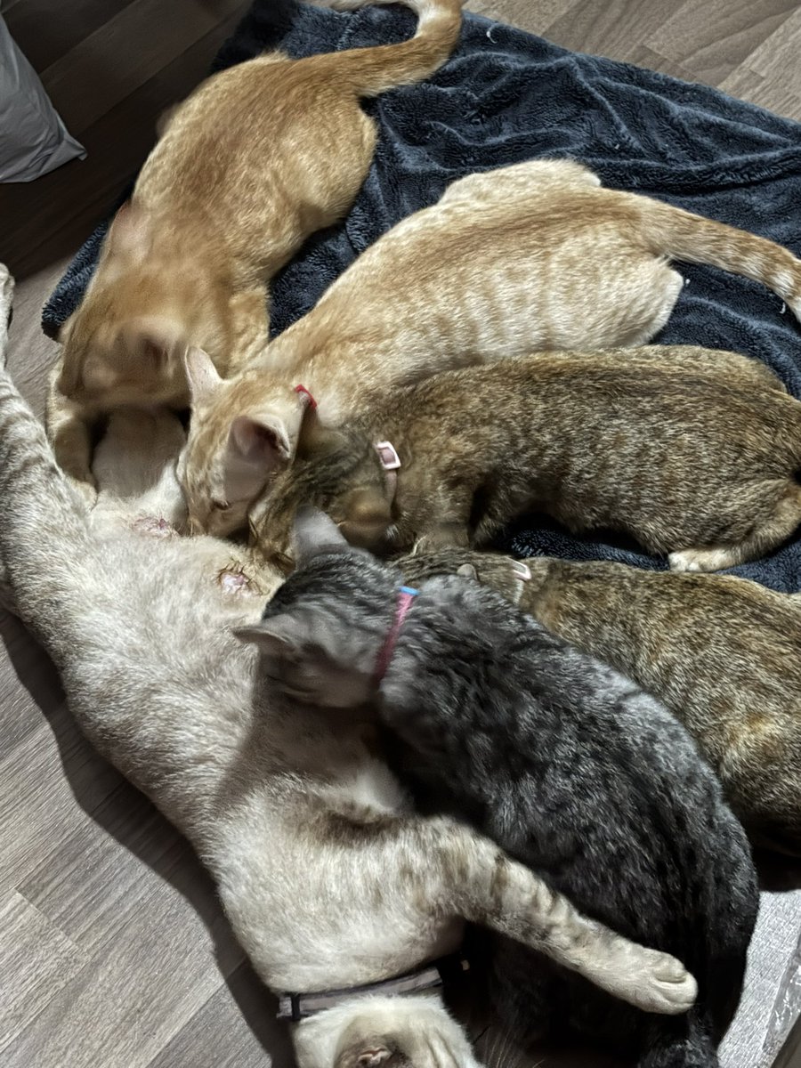 สอบถามค่ะ เด็กๆจะหย่านมตอนกี่ขวบเหรอคะ เราไม่เคยเห็นแมวตัวเบอเริ่มมากินนมแม่เลย ได้เห็นตอนเลี้ยงเองครั้งแรกนี่แหละ แม่เขาก็ดูเหนื่อยๆค่ะแต่ก็ยอมลูกนะ ช่วงนี้เราเลยให้แม่กินเยอะๆไปด้วย เพราะเด็กๆกินนมบ่อยมากกกก (เด็กๆเกิดวันที่ 23 สิงหาคม ที่ผ่านมาค่ะ) ก็หลายเดือนแล้ว