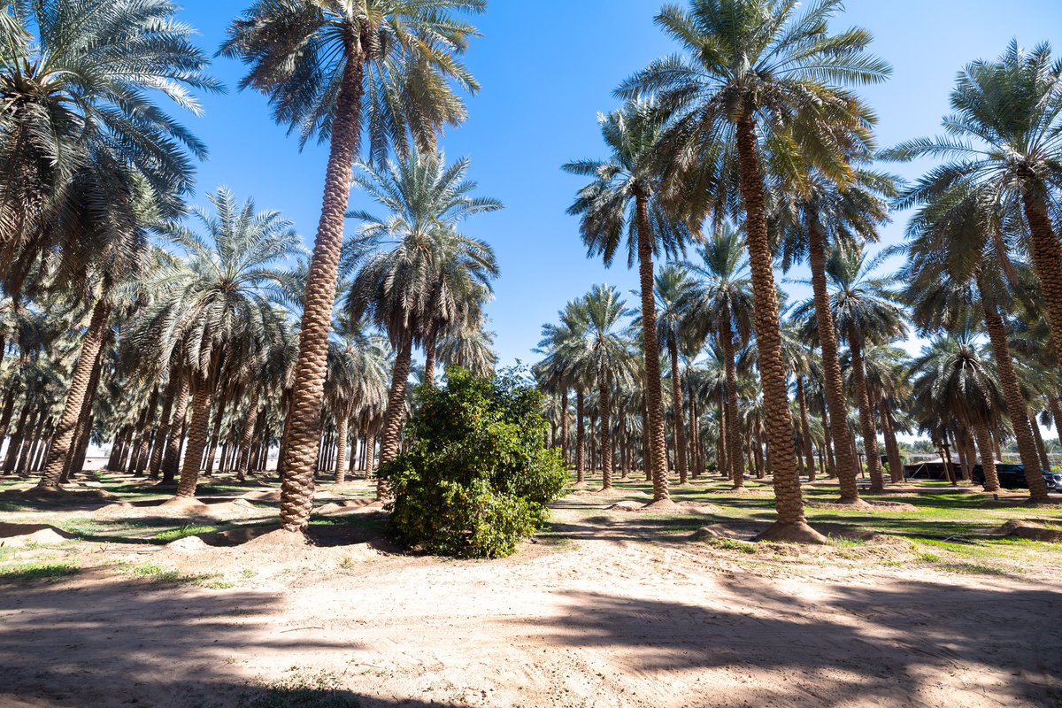 خلال زيارتي لمنطقة القصيم سعدت بالتجول في مزارع هضيم والاستمتاع بجمال مناظرها الطبيعية وأجوائها المنعشة التي تقدم تجربة سياحية ريفية راقية. واستمتعت بقصص النجاح والتجارب الملهمة التي قدمها الأستاذ عبدالعزيز التويجري.
#شتاء_السعودية