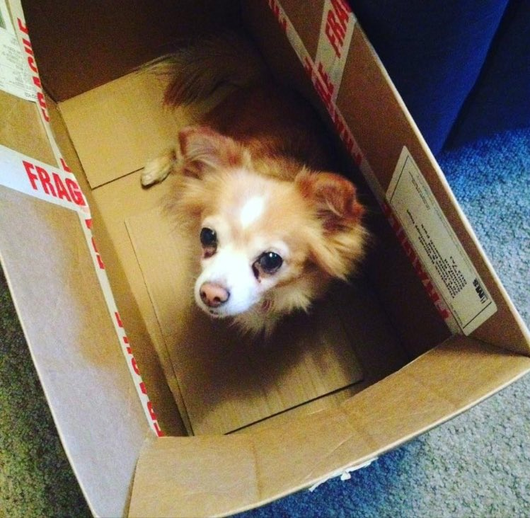 Throwback to 4 years ago when smol dog got stuck in a box 🤣