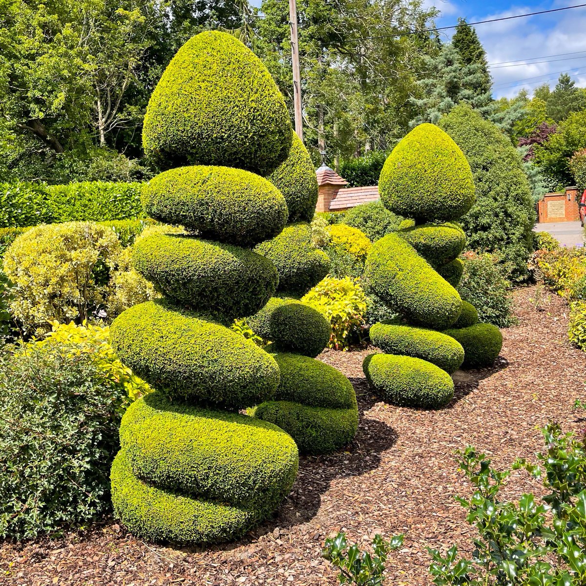 These golden Leylandii pebble stacks, originally beginning as a spiral, these pebble stacks created by William are unique and carefully balanced. 🪨⚖️

#topiarytuesday #henchmantopiaryawards #topiary #henchman
