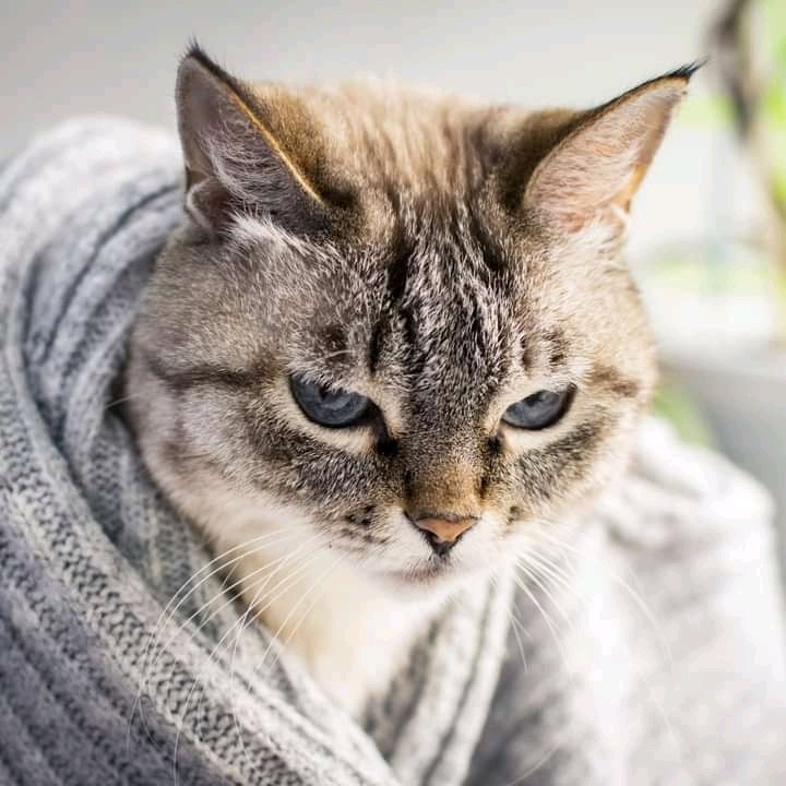 Austin🇬🇭🇬🇧⚽ tweet media