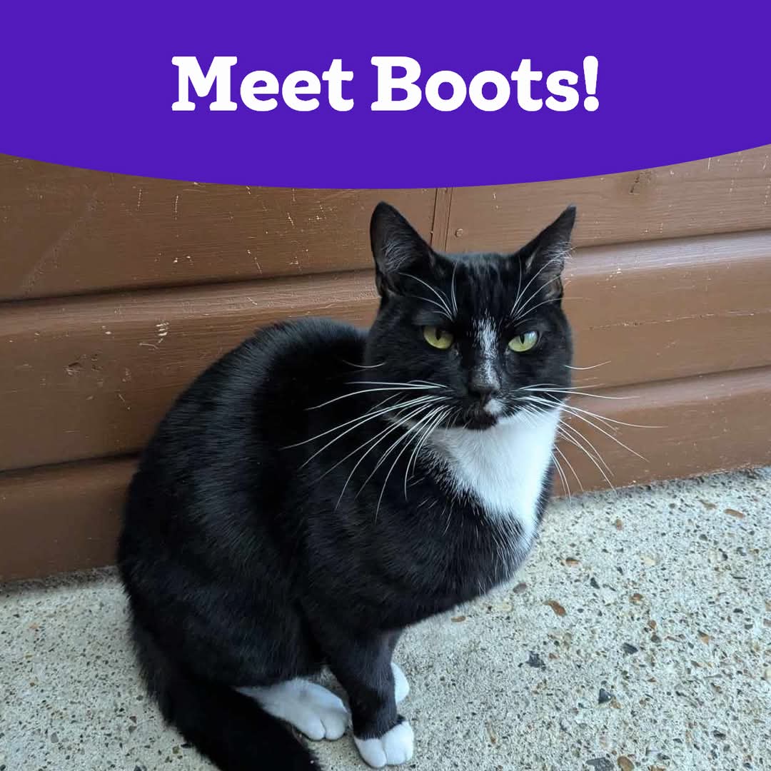 💜 ADOPTION APPEAL! 💜

Boots is a one-year-and-6-month-old boy kitty who is searching for his forever home. 

He has a gentle temperament and adores attention and lots of cuddles. 😻

Click the link to learn more about him - cats.org.uk/midsussex #catrescue #catadoption 🐾