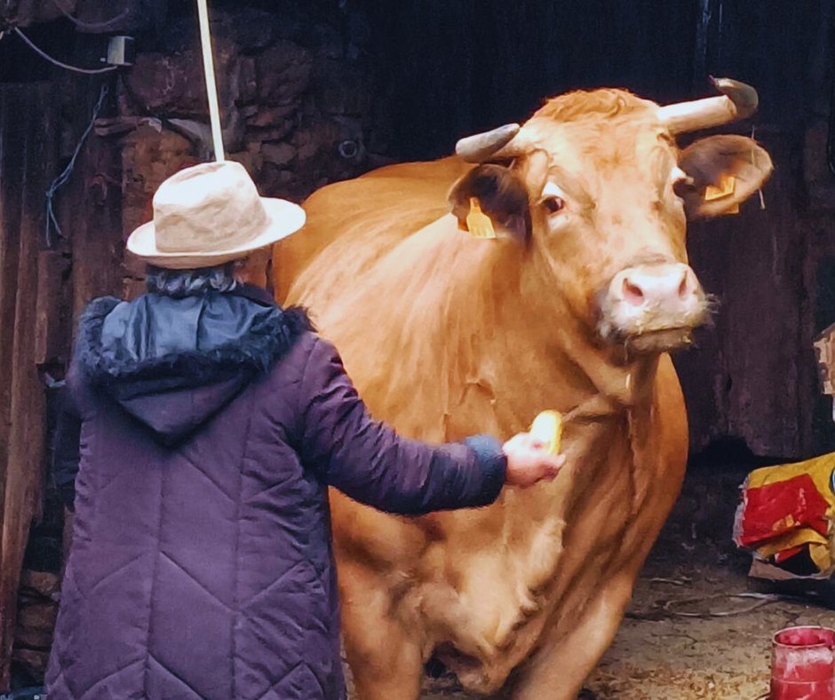 FrigorificosB's tweet photo. Detrás de ese sabor inigualable está lo que realmente marca la diferencia: el cuidado y cariño que los ganaderos dedican a cada animal durante su vida🐂🐄❤️#CarneDeVacuno #TradiciónYCalidad #SaborQueSeSiente #GanaderíaResponsable #CarneDeBandeira https://t.co/vNjIJFjvzd