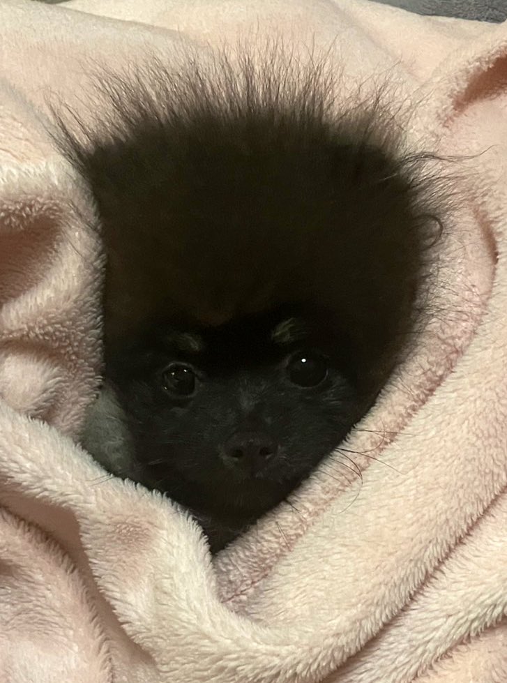 おくるみしたら、ただの赤ちゃん👶