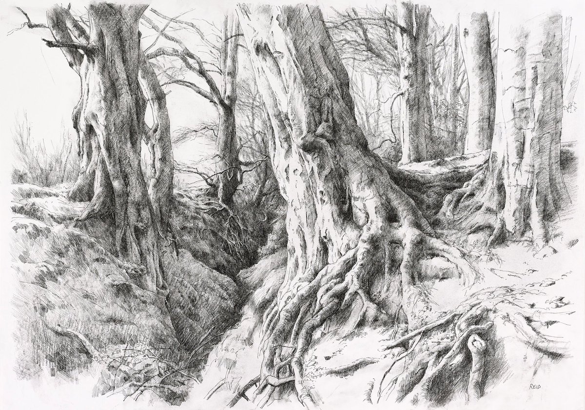 GM!! `Tree Roots Study',  Pen &amp; Charcoal. #thicktrunktuesday 