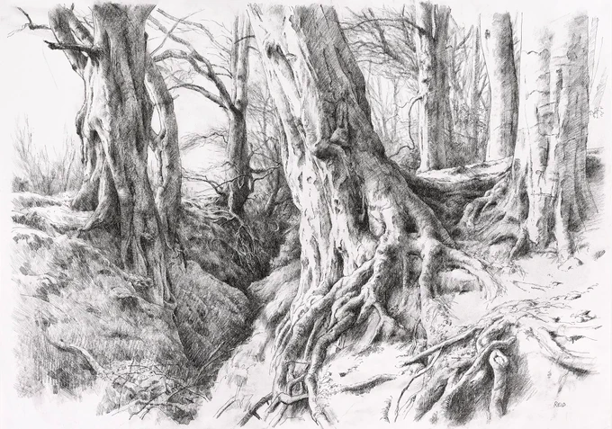 GM!! `Tree Roots Study',  Pen &amp; Charcoal. #thicktrunktuesday 