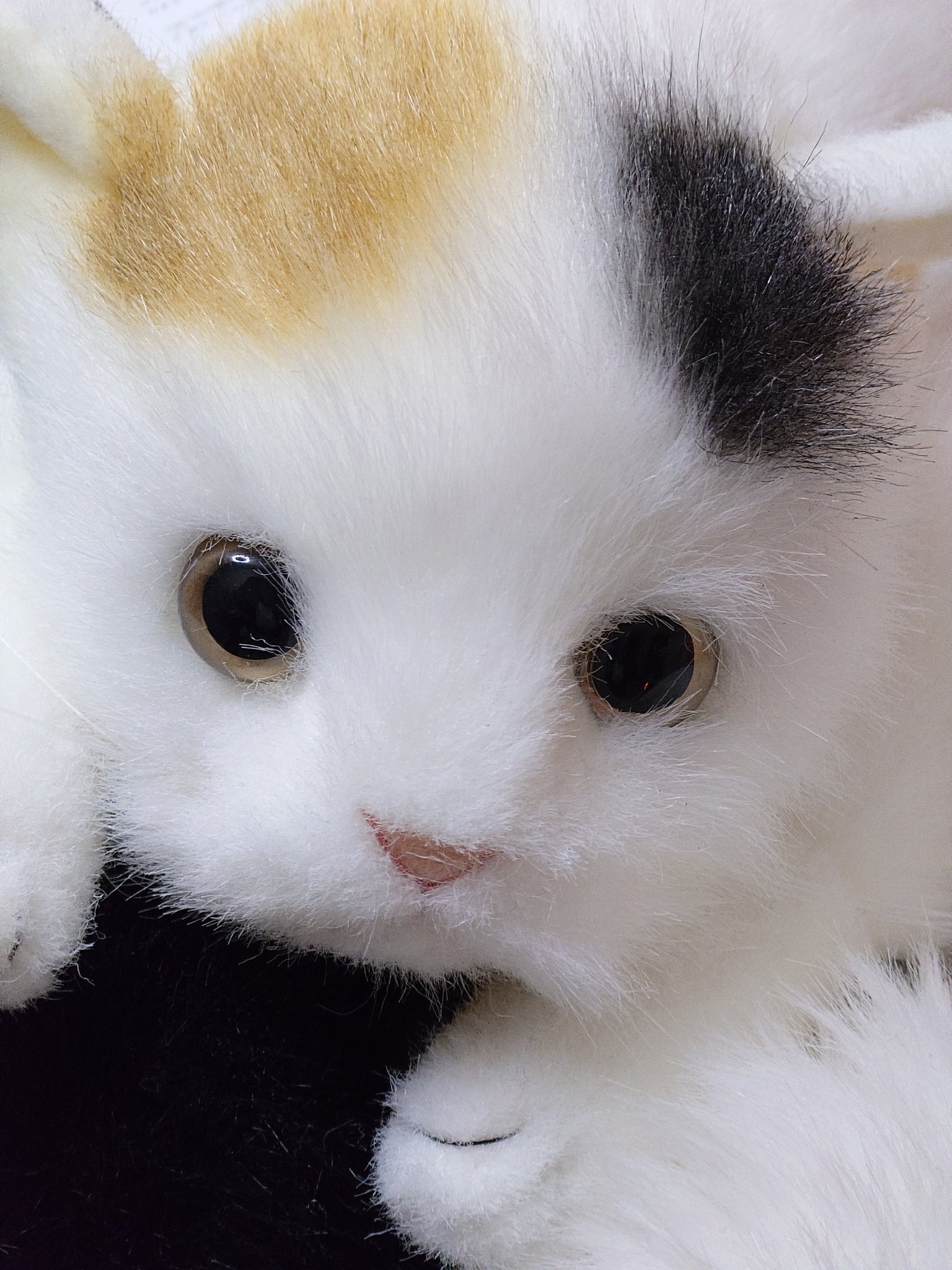 キジシロと黒猫好きまろたん on X: 