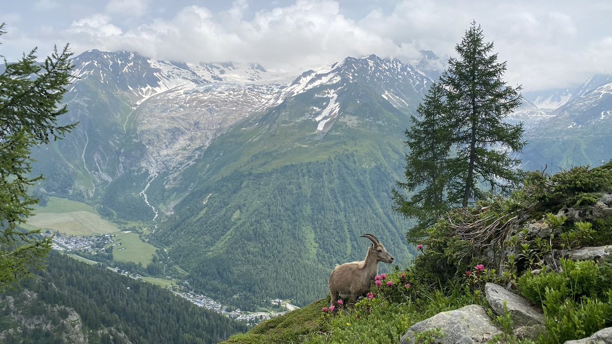 BoredBing's tweet photo. Ibex https://t.co/ZLCbeLWF3k