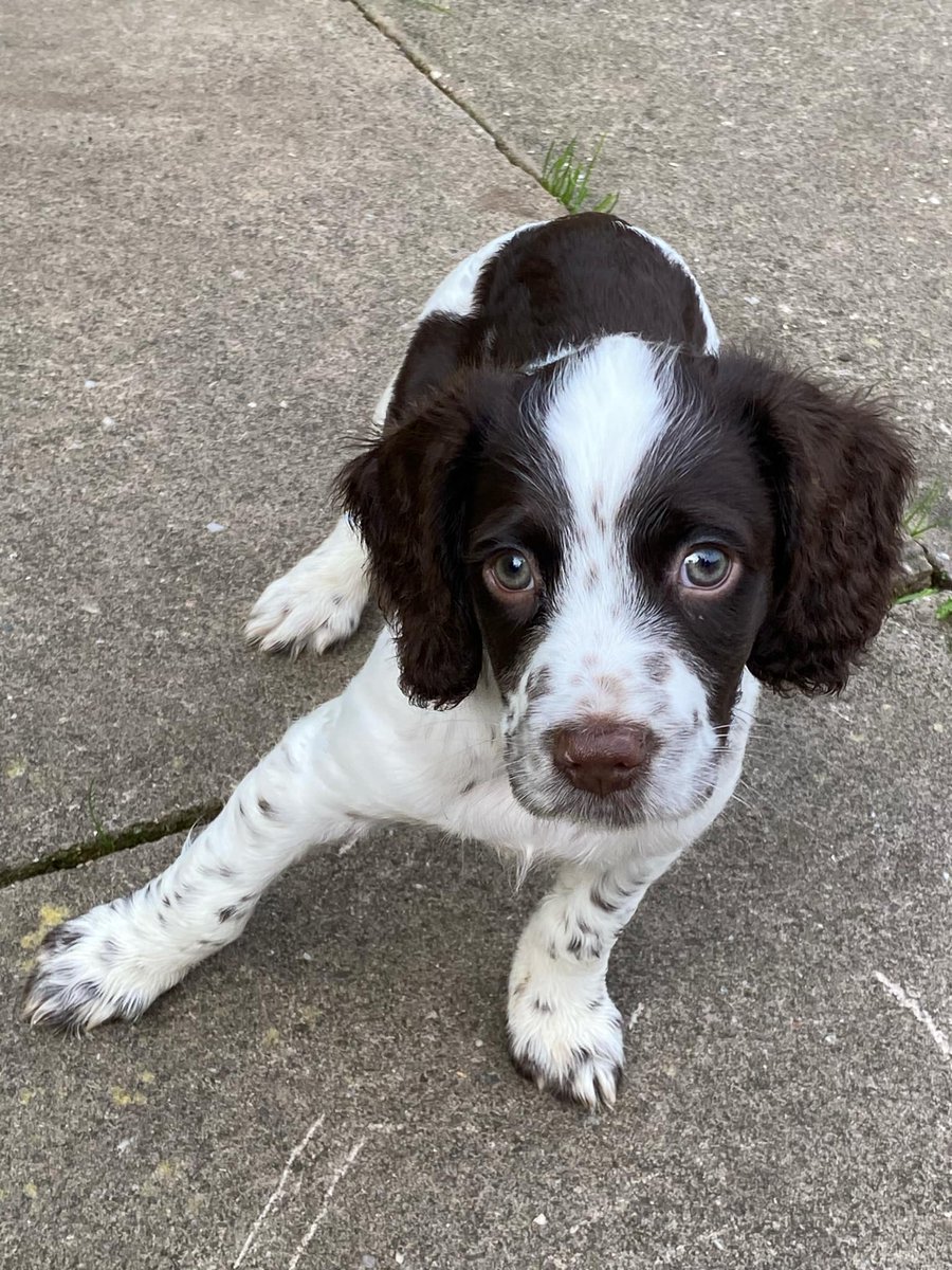 AdoptionsUk's tweet photo. Please retweet, non feather quilts wanted for small dog charity #BIRMINGHAM #UK
Contact @EGLR1 if you can help, thanks
https://t.co/o2akHFZzZf
#dogs #dog #Midlands #England #Lurchers #adoptdontshop #Recuedogs
Below, Harry, currently available to adopt from @EGLR1 #Evesham #Worcestershire