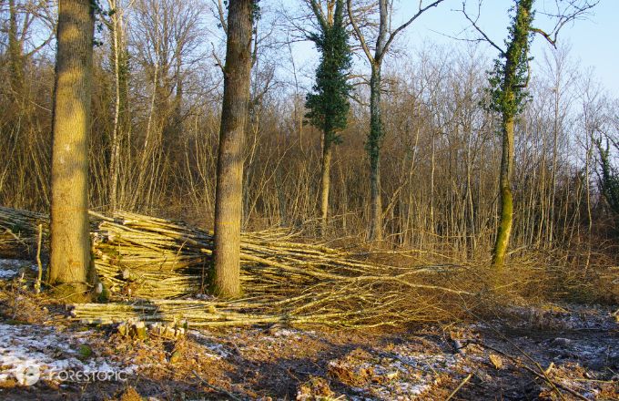 #Bois énergie. Le budget du fonds chaleur est voté pour 2025
>> forestopic.com/fr/en-bref/182…