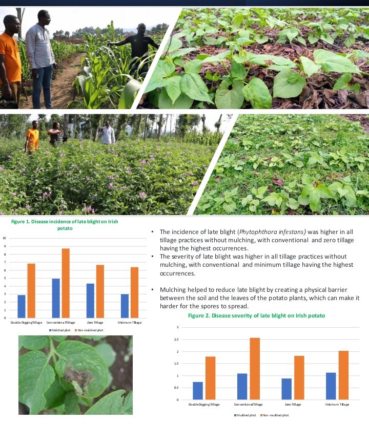 AGRIRESEARCHLtd's tweet image. 👉Looking for multidisciplinary agricultural contract #research services and consultancy?
👉We can take your project from concept to on-time #QualityData delivery and interpretation. Contact us at agriresearchunguka@gmail.com/ +250791728059.Experience excellence in every step!.