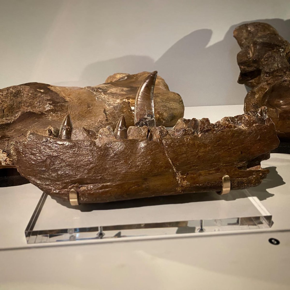 HarryBridger3's tweet photo. Went round the Oxford Museum of Natural History on the weekend, and of course I had a great time. https://t.co/bJyGpbGqub