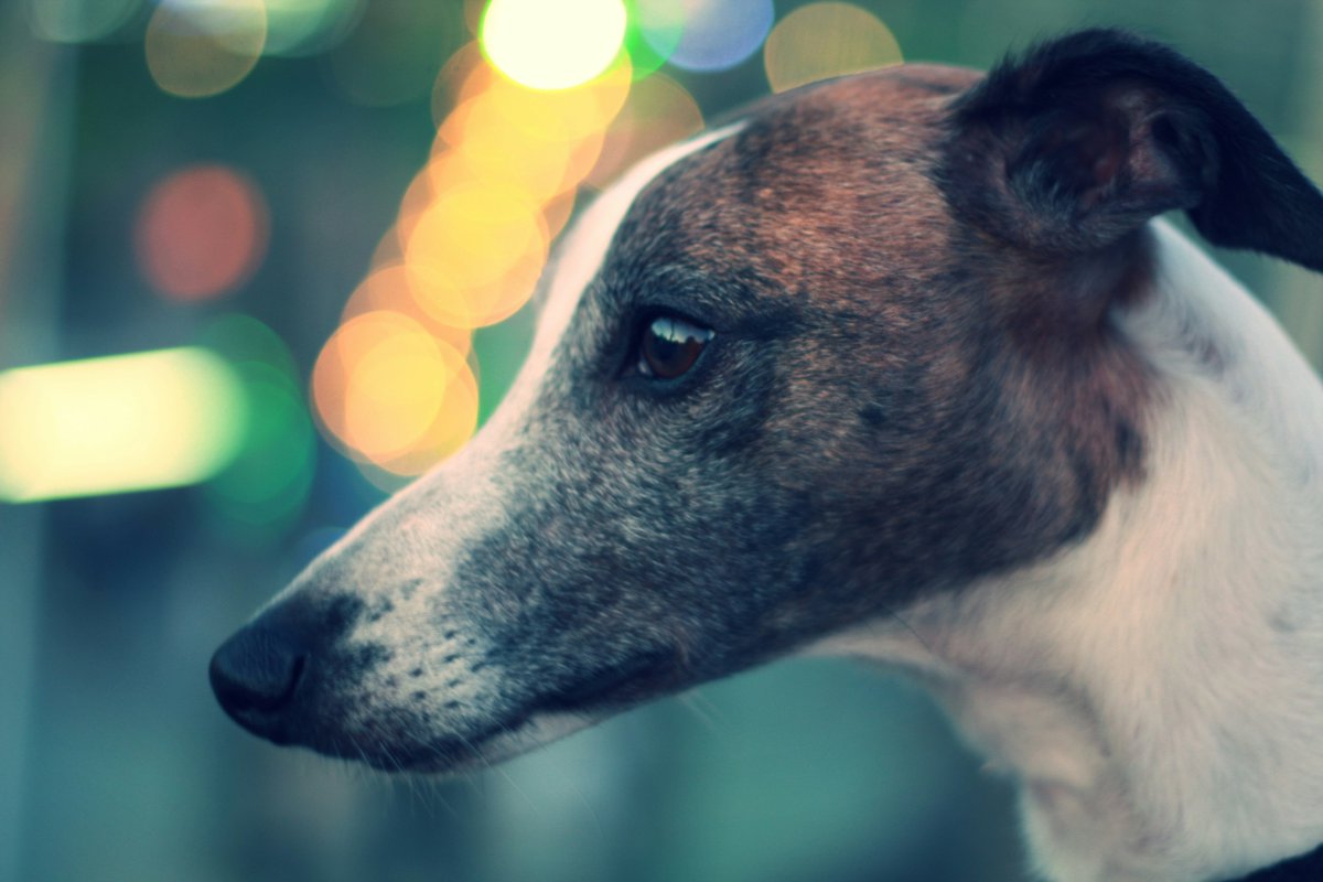 Cooperativa's tweet photo. Nueva Zelanda prohibirá carreras de galgos por los daños que sufren los perros #CooperativaContigo https://t.co/DP9JTq4Ujx https://t.co/8zbfiYhjqw