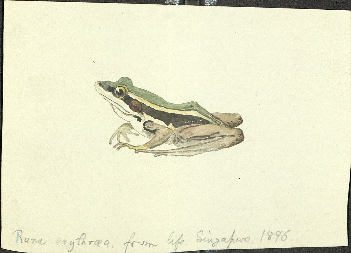 Joan Procter was the 1st woman to be ZSL's Curator of Reptiles &amp; Amphibians, appointed to this role in 1923. A talented designer &amp; #artist, she often provided illustrations for her papers in Proceedings of the Zoological Society. More in our blog: zsl.org/news-and-event…
#frogmas