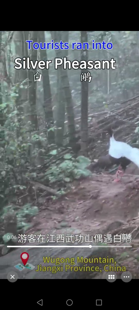 xxn198282's tweet photo. Tourists in Wugong Mountain, Jiangxi Province, China, have an unexpected encounter with the "Fairy of the Forest" — the Silver Pheasant. #Jiangxi #AmazingJiangxi #HistoricJiangxi #WugongMountain #SilverPheasant https://t.co/zu0eXNR74N