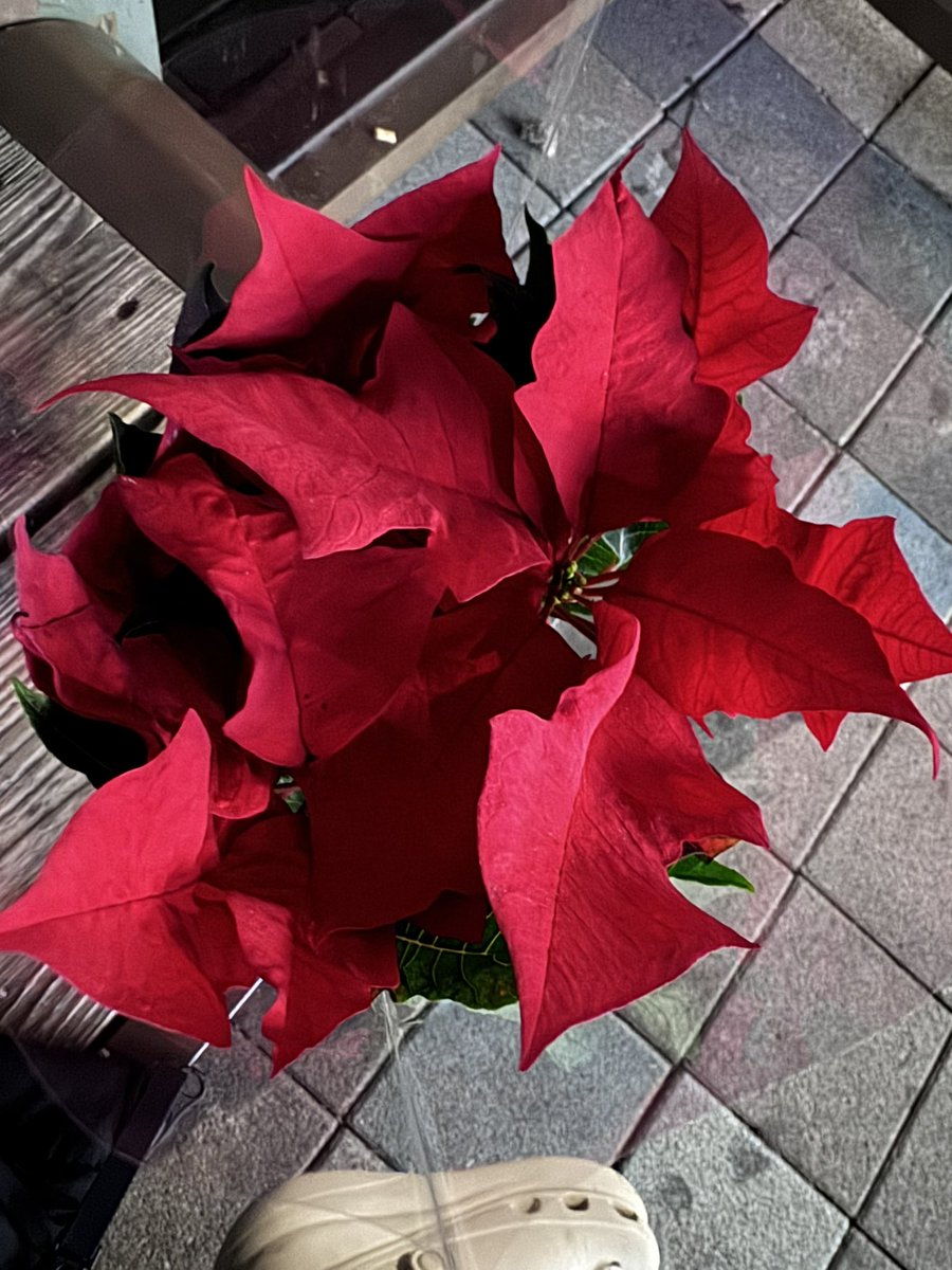 포인세티아 충동구매