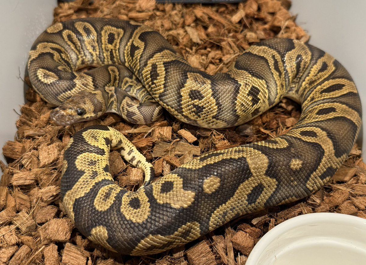 CMAIN_MORPHS's tweet image. GHI confusion clown
今期メインの♂個体。 どんな表現の個体が出てくるか楽しみです。
#ballpython #ballpythons #ballpythonclown #clownballpythoncombos #ballpythonmorph #ballpythonmorphs #ballpythonbreeding #ballpythonbreeder #ボールパイソン#ghi #confusion #confusionclown