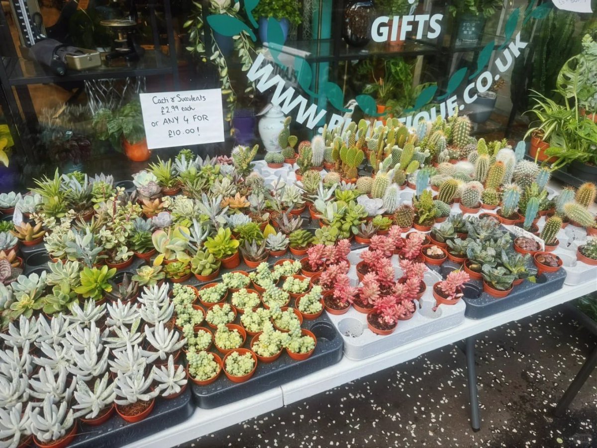 komplex06's tweet image. Finding beauty in the small things—like these charming little succulents. 🌱✨