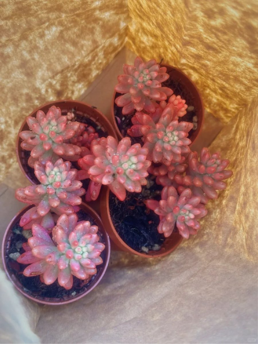 komplex06's tweet image. Finding beauty in the small things—like these charming little succulents. 🌱✨