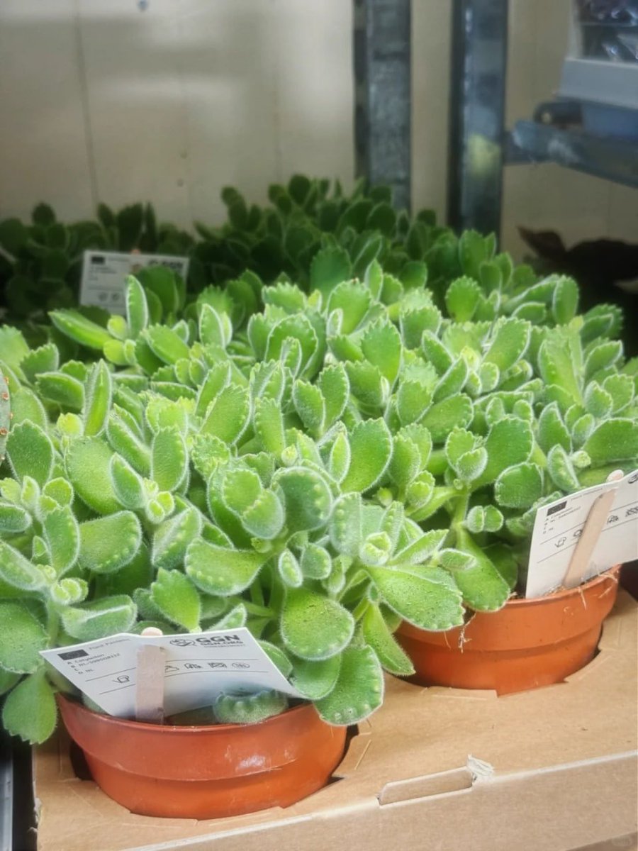 komplex06's tweet image. Finding beauty in the small things—like these charming little succulents. 🌱✨