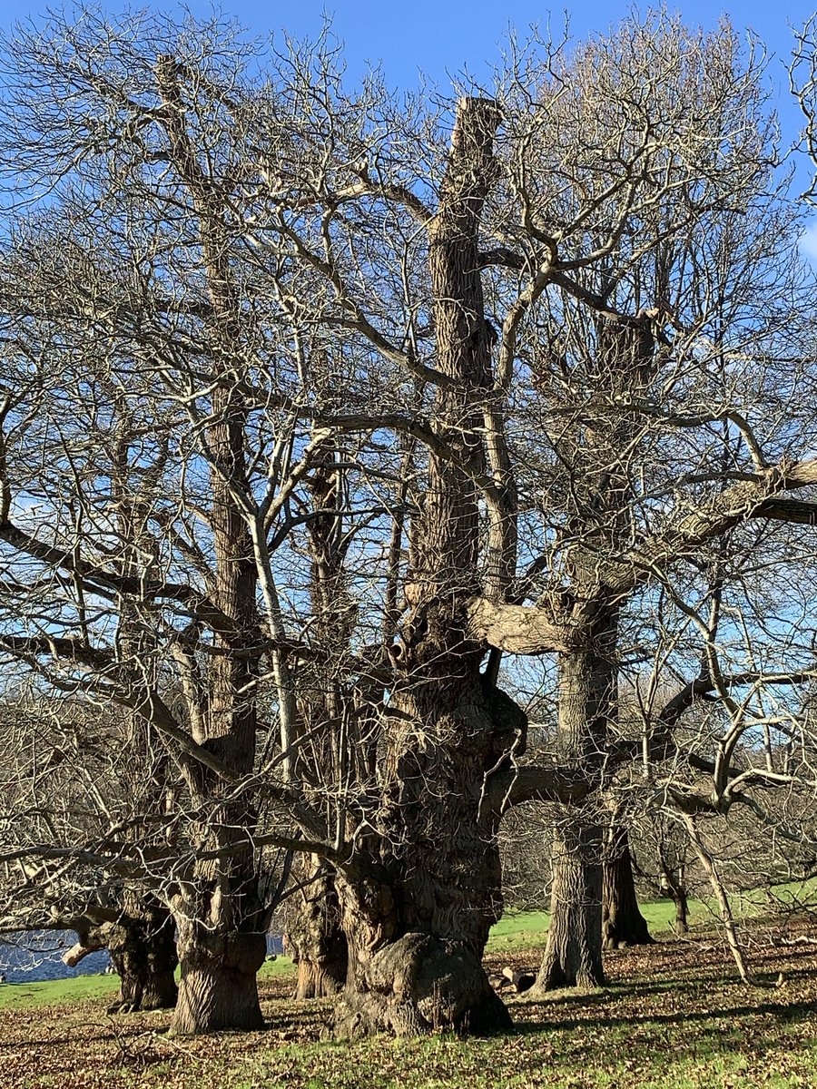 JBPhotos_UK's tweet image. Sort out that tangle…
#ThickTrunkTuesday #trees
#WonderfulNature
