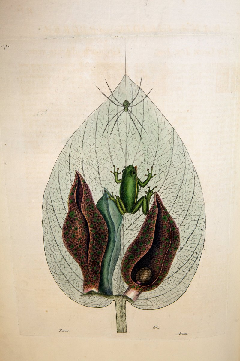 ZSLLibrary's tweet photo. Our 8th day of #frogmas and we are highlighting a couple of the beautiful frog illustrations in Mark Catesby's "The natural history of Carolina, Florida and the Bahama Islands...", publ. 1731-43. More on Catesby in our #blog: https://t.co/cJJAJotzVV https://t.co/d5pf7qjF8r