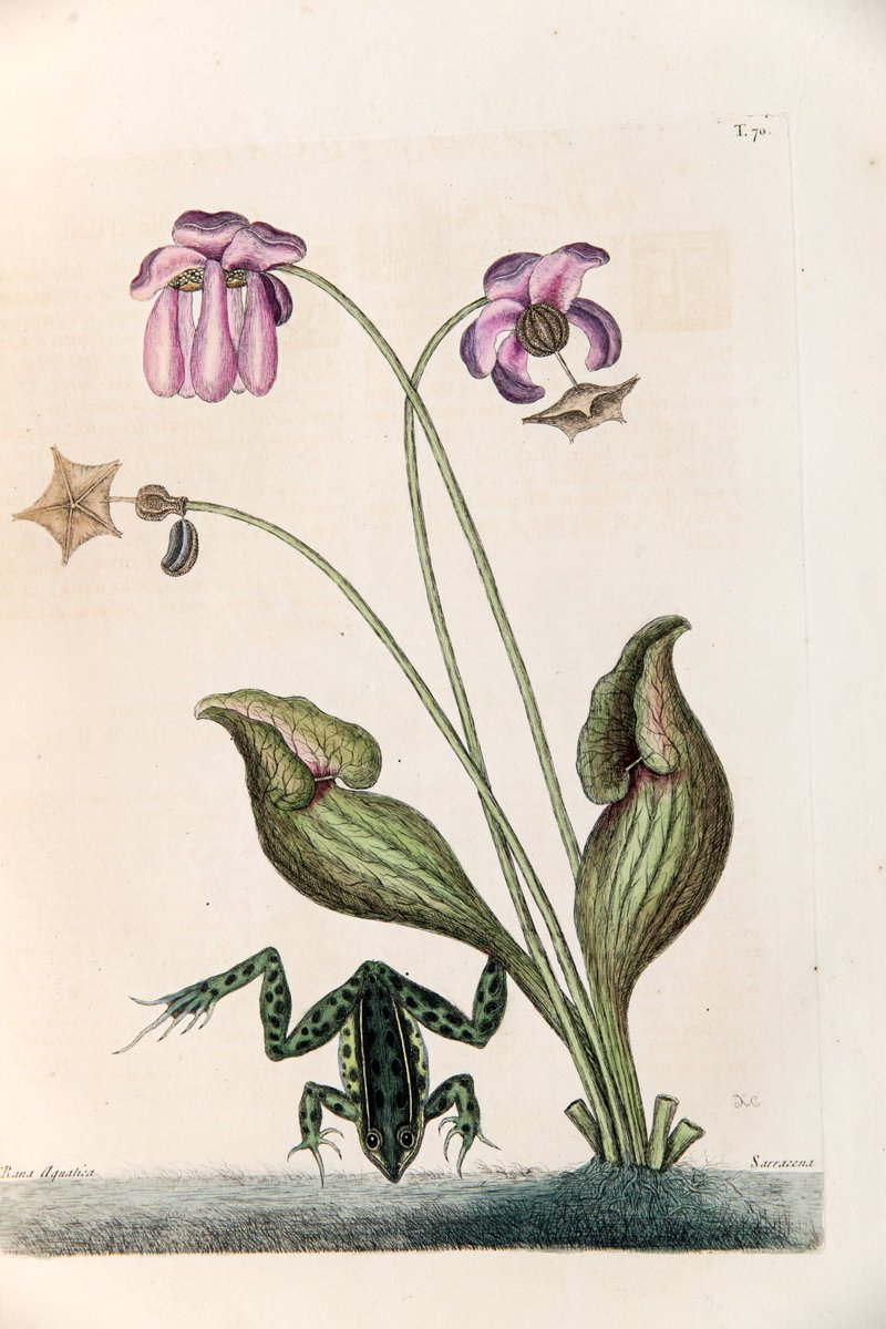 ZSLLibrary's tweet photo. Our 8th day of #frogmas and we are highlighting a couple of the beautiful frog illustrations in Mark Catesby's "The natural history of Carolina, Florida and the Bahama Islands...", publ. 1731-43. More on Catesby in our #blog: https://t.co/cJJAJotzVV https://t.co/d5pf7qjF8r