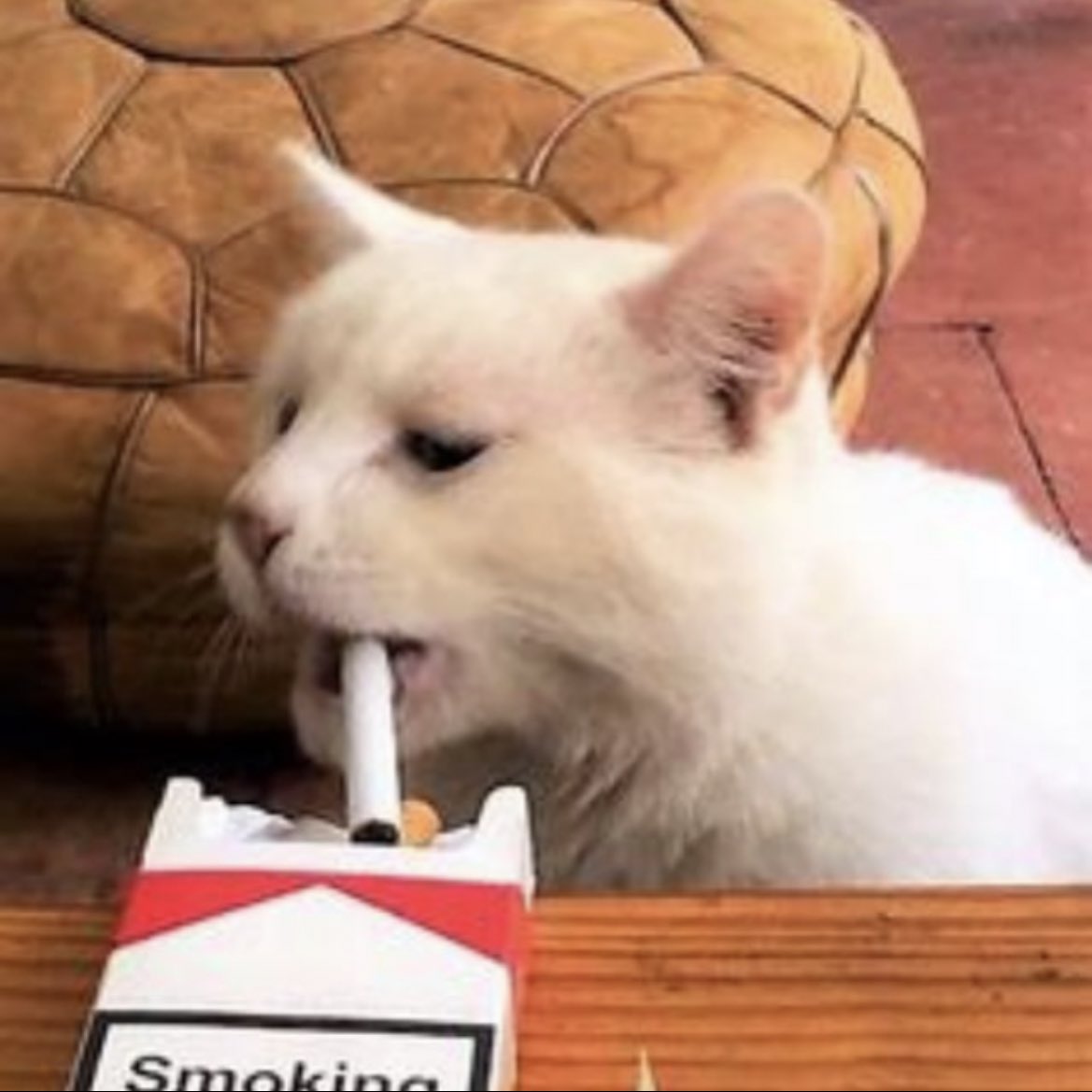 <a href="/Lvnten/">lanten</a> $CIGGIE still on pumpfun but holding strong and ready to take off once we hit dex 🔥📈

DS5h4MRmeMWEerEUUsRLGUgYZ9w4rbecGYAUGjPXpump