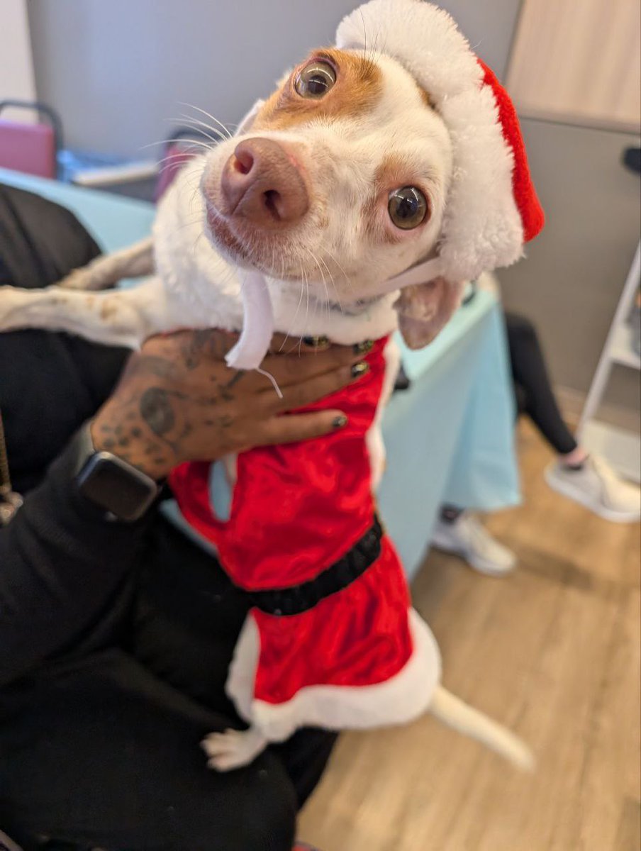 Are you looking for the PERFECT lap dog? We don’t use the word “perfect” very often but Beef Jerky fits the bill! She’s the sweetest, most easygoing pup who just wants to be your four-legged best friend. She’s a treasure &amp; you can meet her today by visiting our Chelsea location.