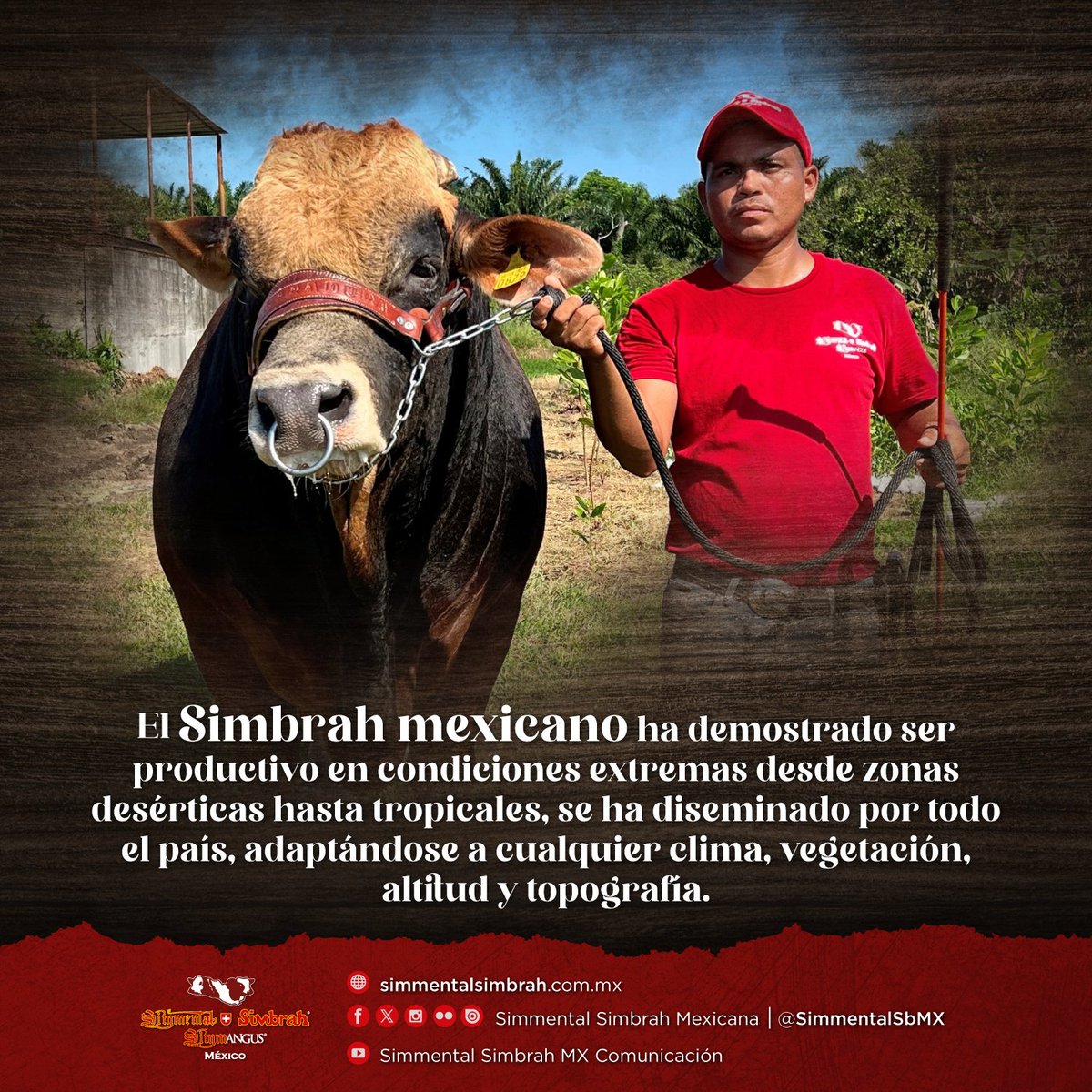 SimmentalSbMX's tweet photo. El #Simbrah mexicano ha demostrado ser productivo en condiciones extremas desde zonas desérticas hasta tropicales, se ha diseminado por todo el país, adaptándose a cualquier clima, vegetación, altitud y topografía. https://t.co/vawyKSfEKZ