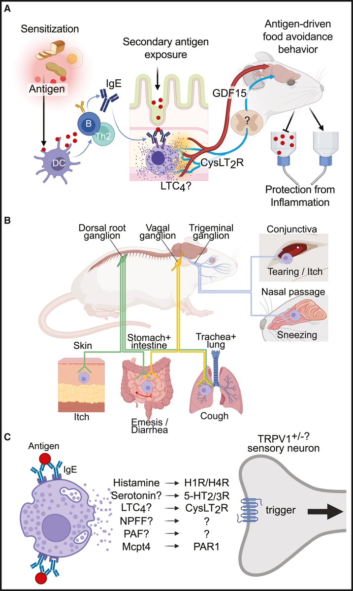 Beyond classical immunity: Mast cells as signal converters between tissues and neurons: <a href="/ImmunityCP/">Immunity</a>  cell.com/immunity/fullt…