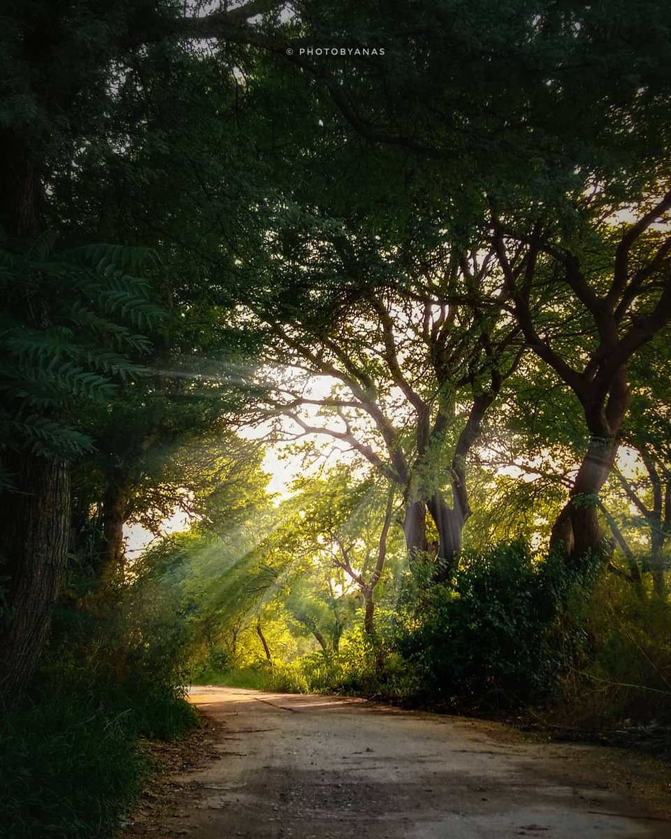 _anassaeed's tweet photo. show me something "Green" from your gallery https://t.co/wfUY4qAT30