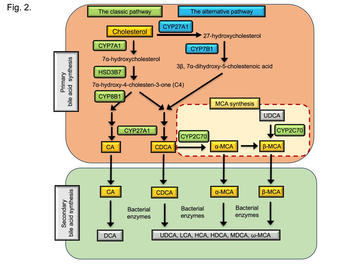 ASPET's tweet image. This #PharmRev publication delves into the fascinating topic of bile acid metabolism and its role in human health and disease pathogenesis. Read the article here: ow.ly/ly6k50UnHtg. #BileAcids #Health #Metabolism