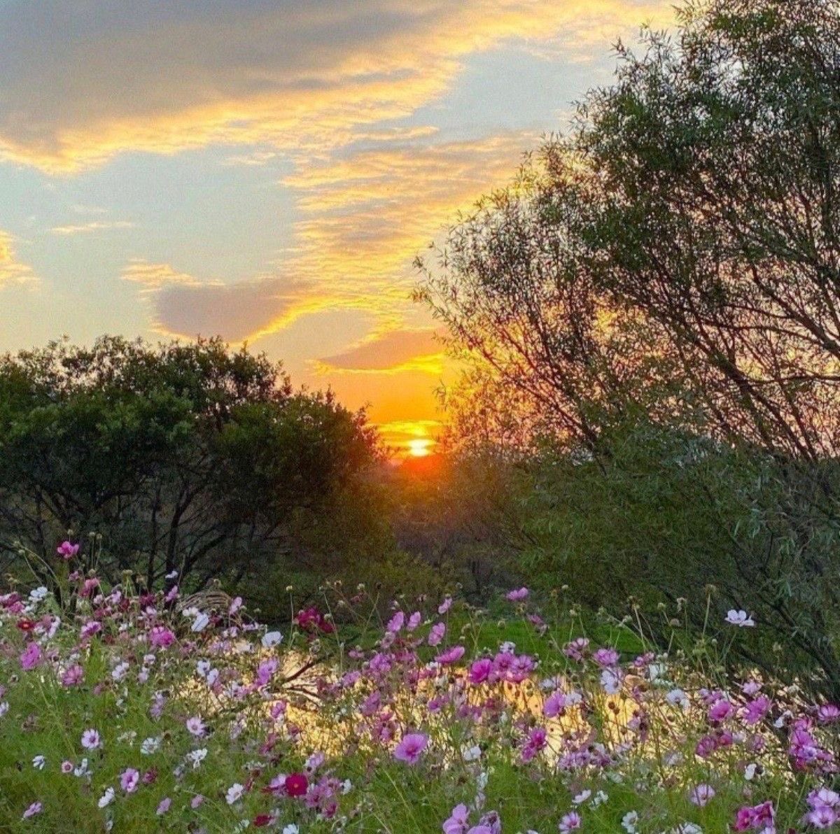 greendreamvibes's tweet photo. 🌿 https://t.co/mGyI6UhZLV
