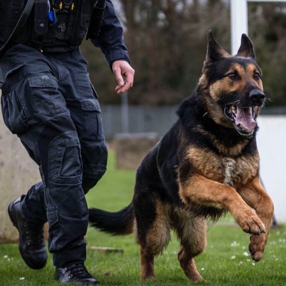 We are deeply concerned to hear of proposed cuts to the Metropolitan Police Dog Unit as part of a £450 million budget shortfall. 🐶 🚔 Police dogs play an invaluable role in protecting our communities, detecting crime, assisting in high-risk operations, and much more. These