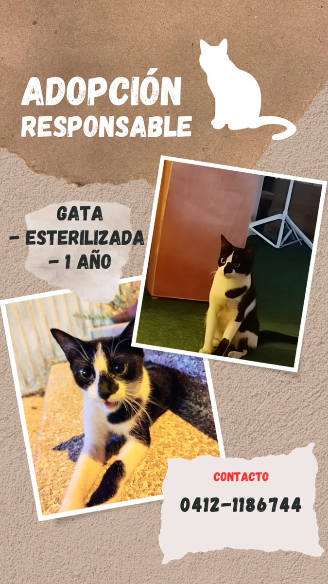 roscafe0's tweet image. ATENCION PUERTO ORDAZ. En ADOPCION este par de gatunos. Necesitan casita URGENTE #pzo @fundaproba @Josebluebeat #AdopcionResponsable