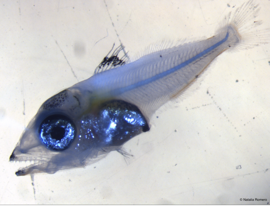 What do <a href="/sibecol/">SIBECOL</a> ecologists do? 

A recent article by <a href="/Ricardo_BSaints/">Ricardo B Santos</a> et al. reveals the relevance of maternal inheritance, environmental conditions and food availability for the survival of bluefin tuna larvae, a species of great commercial value 🐟

🔗 sibecol.org/en/review_borr…