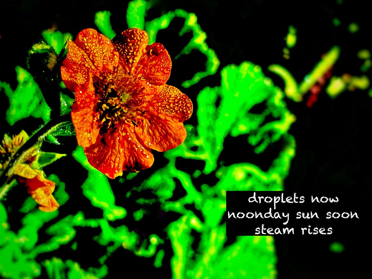 vbvlach's tweet photo. #haiga #haiku #senryu #micropoetry #haigaphotography #iphoneography #shahai #instapoetry #naturephotography #SFBG

droplets now
noonday sun soon
steam rises https://t.co/V5hqDD5yzH