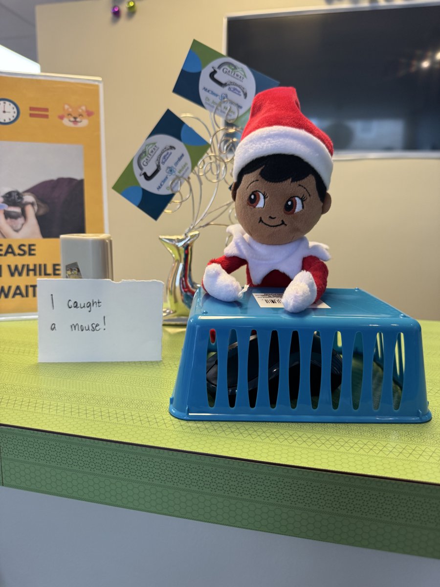 NuclearSmiles's tweet photo. Jingle at it again! Made his way to Thurmont today and is making it difficult for Jessica to work! #caughtamouse #invisalignsmile #invisaign #Drmoles #Gatewayorthodontics #elfontheshelf https://t.co/o8syFM2GSl