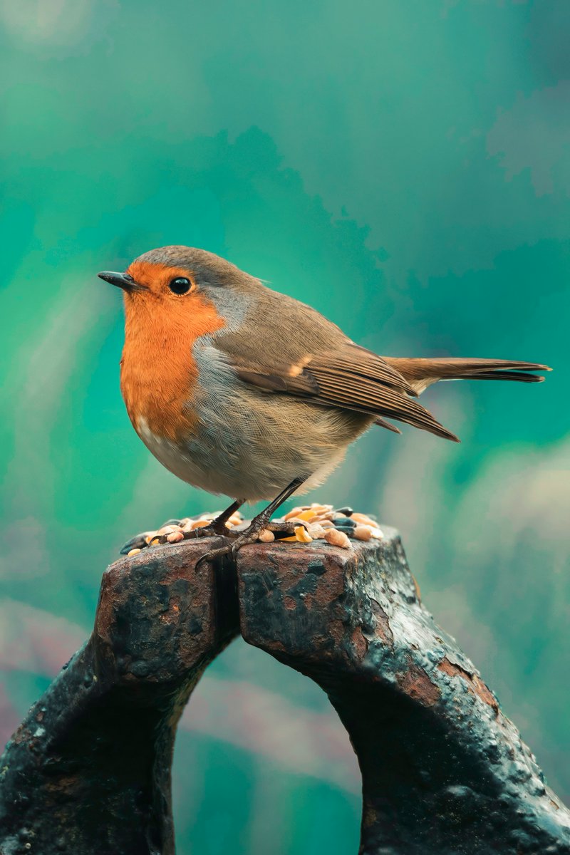 Who else loves a good robin sighting? 🐦 #BirdWatching #NatureLovers