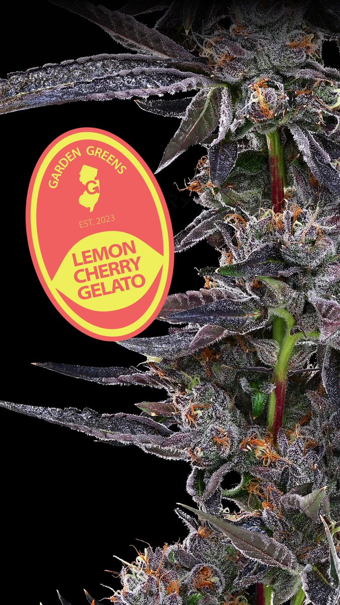 Lemon Cherry Gelato (Gelato x Zkittlez) is an old school favorite—the running joke is that everything “candy” we like is actually just LCG renamed. 

Well, let’s clear things up: this is the OG LCG.

Our Lemon Cherry Gelato is bright, citrusy, and creamy with a cherry kick. Yum!