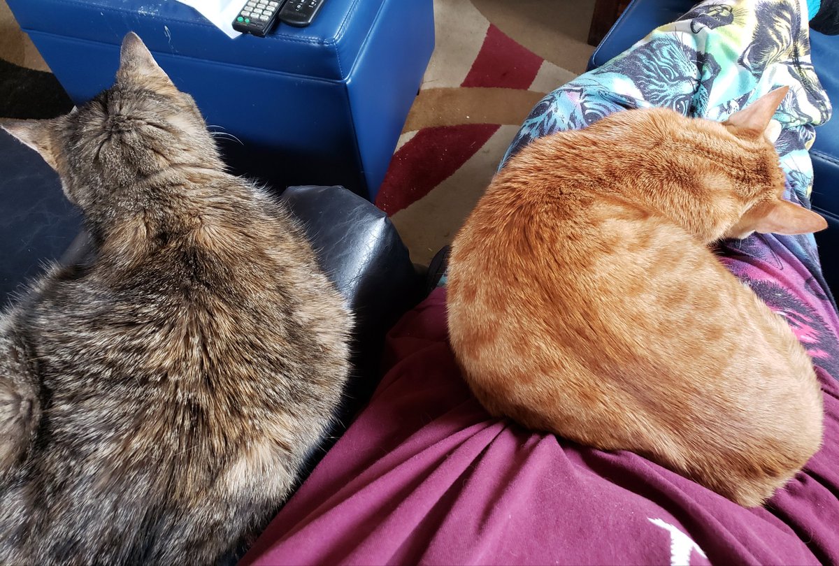 CassieJFox's tweet photo. #TabbyTuesday Locked down on a rainy Tabby Tuesday. Senior Sweetie Gray Gizzabella left, the orange fireball Pachabel on my lap. They enjoy books and coffee as much as I do. 🐈 ❤  #LockDown #LapCats #TabbyCats #CatsOfX #SuperSeniorCatsClub #SeniorCats #SouthernBelleFelines 🔔 🌟