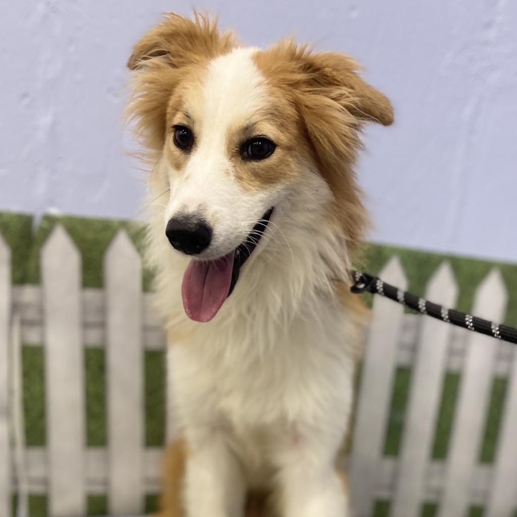 Oh my goodness! 😍Santa arrived early this year &amp; he’s made a very long journey to get here! This beautiful 3-year-old boy is Santa &amp; he arrived all the way from Texas in search of a loving home. 🥹 Read more &amp; apply here: bideawee.org/adopt-pet/sant…